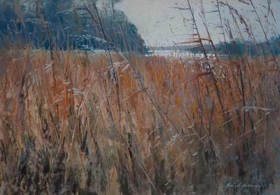 Reeds on the river Otter