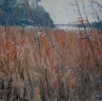 Reeds on the river Otter